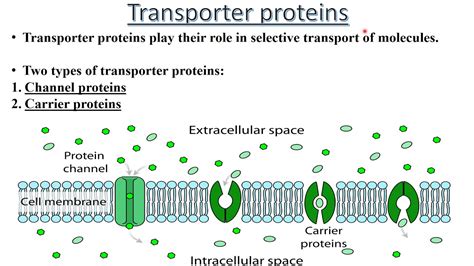 what do channel proteins transport